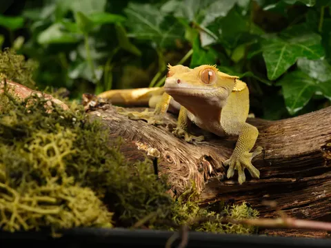 Chameleon 4K Wallpaper · animals · 3840×2880