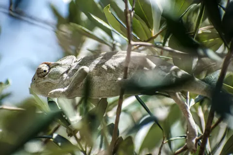 Chameleon 4K Wallpaper · animals · 3840×2560