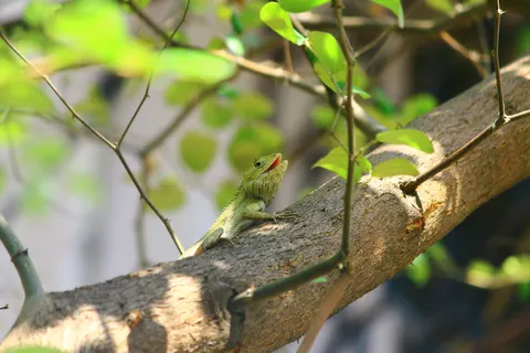 Chameleon 4K Wallpaper · animals · 3840×2560