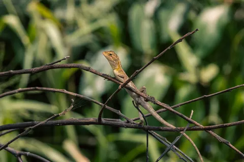 Chameleon 4K Wallpaper · animals · 3840×2561