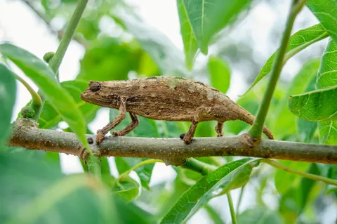 Chameleon 4K Wallpaper · animals · 3840×2553