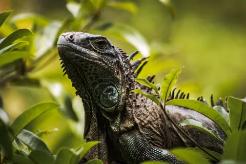 Chameleon 4K Wallpaper · animals · 3840×2560