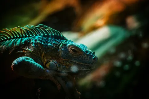 Chameleon 4K Wallpaper · animals · 3840×2555