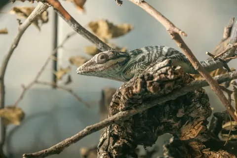 والپیپر آفتاب‌پرست با کیفیت 4K · animals · 3840×2560