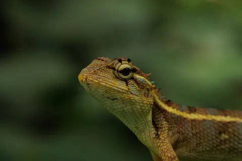 Chameleon 4K Wallpaper · animals · 3840×2560