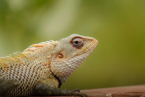 Chameleon 4K Wallpaper · animals · 3840×2560