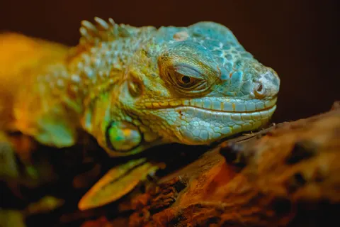 Chameleon 4K Wallpaper · animals · 3840×2560