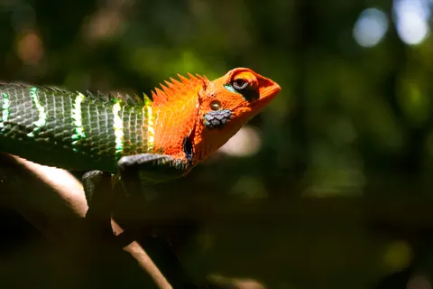 والپیپر آفتاب‌پرست با کیفیت 4K · animals · 3840×2560
