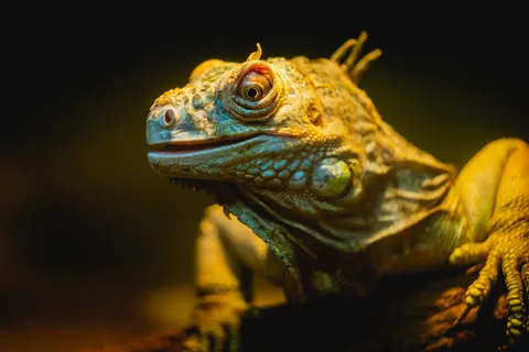 خلفية حرباء بدقة 4K · animals · 3840×2560