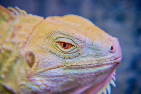 Chameleon 4K Wallpaper · animals · 3840×2560
