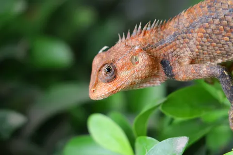 Kameleon 4K-achtergrond · animals · 3840×2560