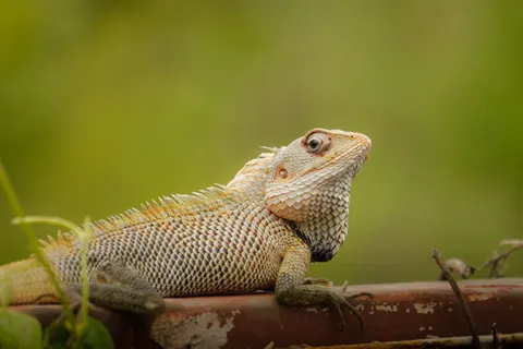 Chameleon 4K Wallpaper · animals · 3840×2560
