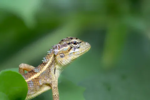Chameleon 4K Wallpaper · animals · 3840×2560