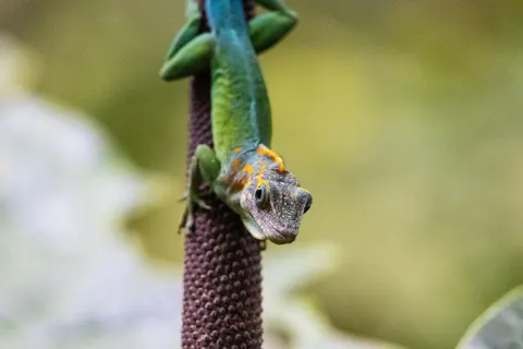 Chameleon 4K Wallpaper · animals · 3840×2560