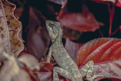 Chameleon 4K Wallpaper · animals · 3840×2560