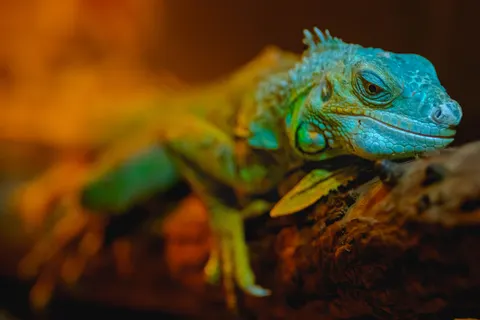 Chameleon 4K Wallpaper · animals · 3840×2560
