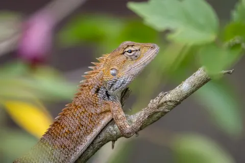 خلفية حرباء بدقة 4K · animals · 3840×2560