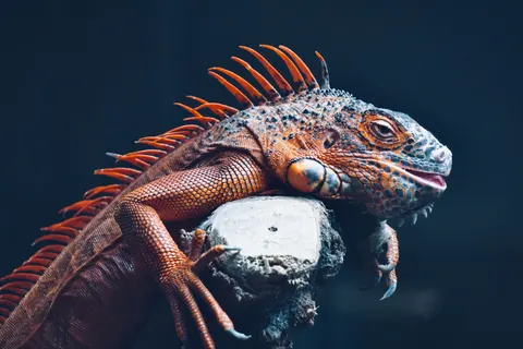 Chameleon 4K Wallpaper · animals · 3840×2560