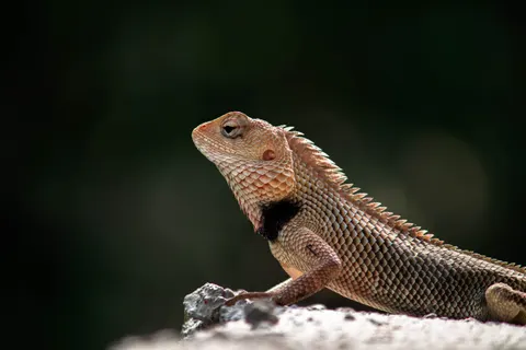 Chameleon 4K Wallpaper · animals · 3840×2560