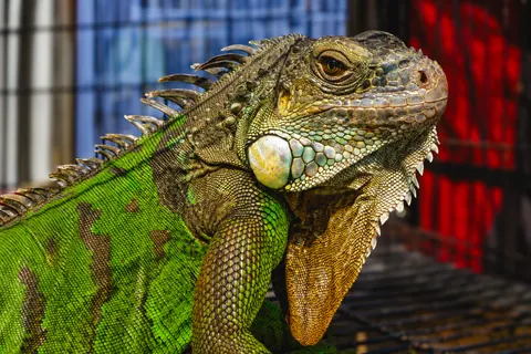 Chameleon 4K Wallpaper · animals · 3840×2560