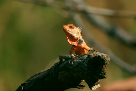 Chameleon 4K Wallpaper · animals · 3840×2560
