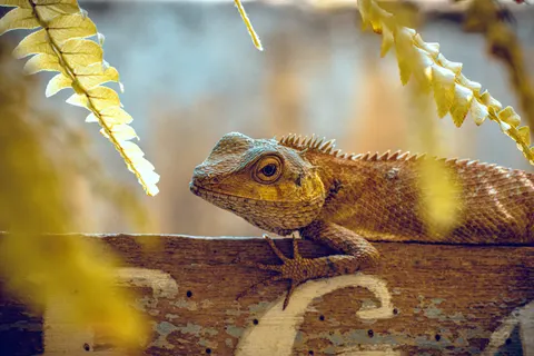 Chameleon 4K Wallpaper · animals · 3840×2560