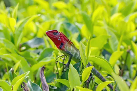 Chameleon 4K Wallpaper · animals · 3840×2560
