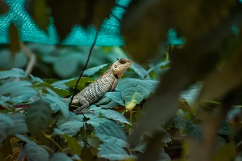 Chameleon 4K Wallpaper · animals · 3840×2560