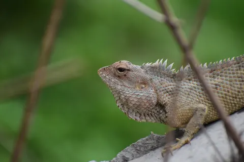 Chameleon 4K Wallpaper · animals · 3840×2560