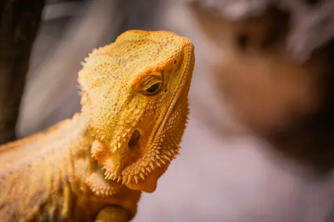 Chameleon 4K Wallpaper · animals · 3840×2560