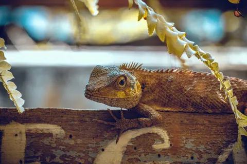 Fondo de pantalla Camaleón 4K · animals · 3840×2560