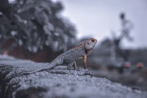 Chameleon 4K Wallpaper · animals · 3840×2560