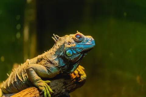 Chameleon 4K Wallpaper · animals · 3840×2560