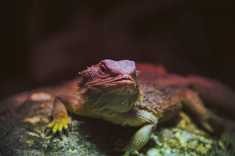 Chameleon 4K Wallpaper · animals · 3840×2560