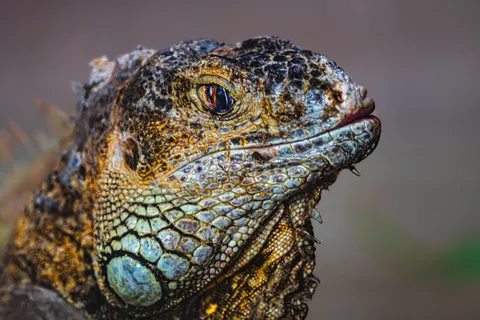 Chameleon 4K Wallpaper · animals · 3840×2560