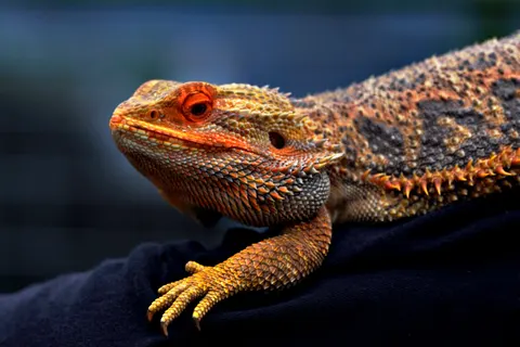 Chameleon 4K Wallpaper · animals · 3840×2560