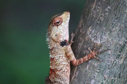 Chameleon 4K Wallpaper · animals · 3840×2560