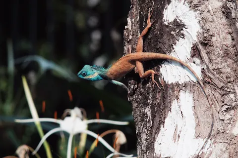 Chameleon 4K Wallpaper · animals · 3840×2560