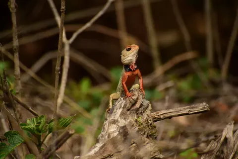Chameleon 4K Wallpaper · animals · 3840×2560