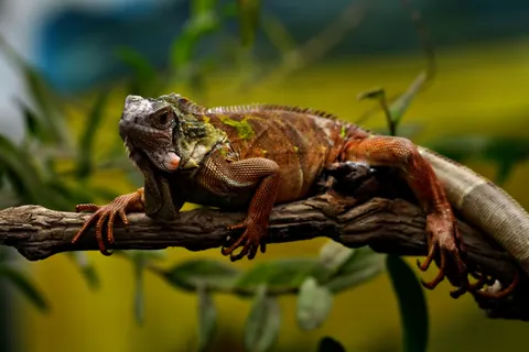 Chameleon 4K Wallpaper · animals · 3840×2560