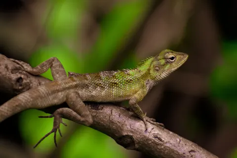 Chameleon 4K Wallpaper · animals · 3840×2560