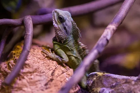 Fond d'écran Caméléon 4K · animals · 3840×2562