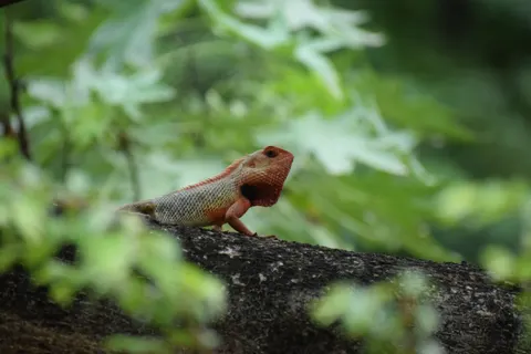 Chameleon 4K Wallpaper · animals · 3840×2560