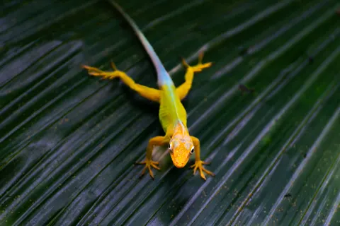 Chameleon 4K Wallpaper · animals · 3840×2563