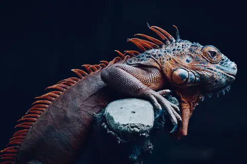 Chameleon 4K Wallpaper · animals · 3840×2560