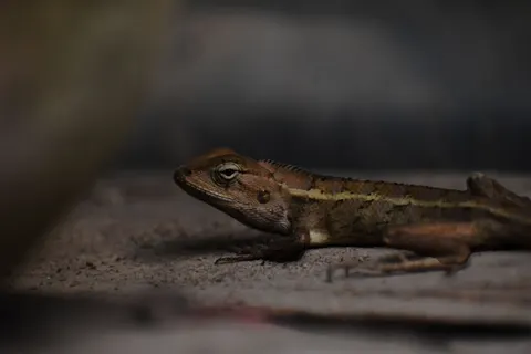 Chameleon 4K Wallpaper · animals · 3840×2560