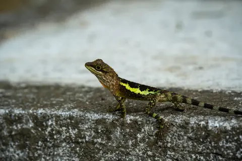Chameleon 4K Wallpaper · animals · 3840×2560
