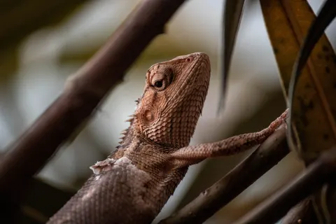 Chameleon 4K Wallpaper · animals · 3840×2560