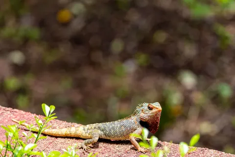 Chameleon 4K Wallpaper · animals · 3840×2560