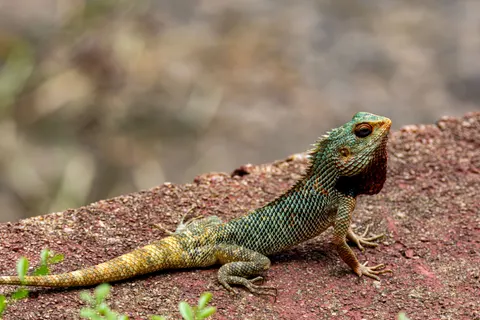 गिरगिट 4K वॉलपेपर · animals · 3840×2560